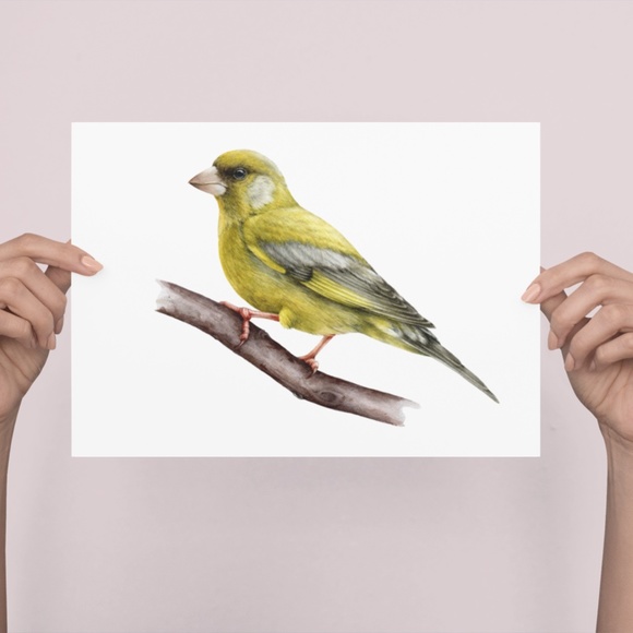 Greenfinch Bird Wall Art Watercolor Illustration Print Poster Card Unframed - Picture 3 of 5